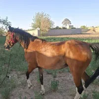 اسب و مادیان
