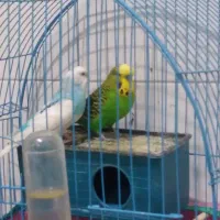 یک جفت مرغ عشق نر و ماده