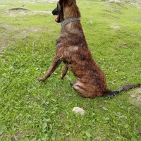 مالونیز قهوه ای|سگ|تخت, |دیوار