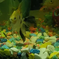 ماهی کوی ماهی آنجل ماهی گورامی طلایی|ماهی|کرمانشاه, |دیوار