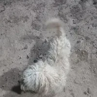 فروش سگ پاکوتا