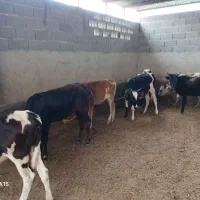 ۹تا گوساله ماده محلی دورگ