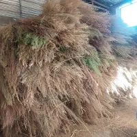 جارو شهرداری