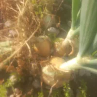 ۲عددکود سفید اوره بفروش میرسد