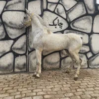 چابک نریون همه چی تموم