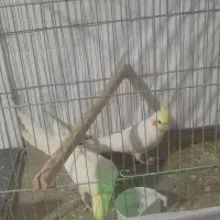 عروس هلندی مولد