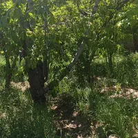 باغ-600-متر-فروشی