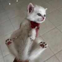 گربه آپارتمانی|گربه|شیراز, کوی وحدت|دیوار