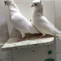 جوجه چشم سفید نوک جم