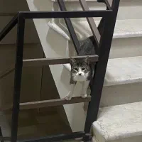 واگذاری رایگان گربه ماده