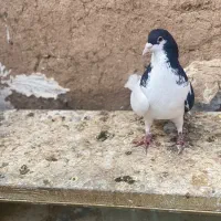 سیاه پوش پرنده کبوتر|پرنده|الوند, |دیوار