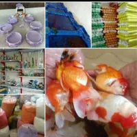 ماهی قرمز و تنگ ماهی عمده