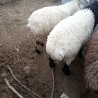 بره نر|حیوانات مزرعه|مود, |دیوار