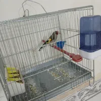 سهره|پرنده|کبودرآهنگ, |دیوار