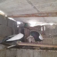 کبوتر سینه سیاه