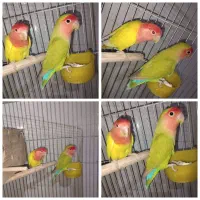 طوطی برزیلی مولد با جوجه و وسایل