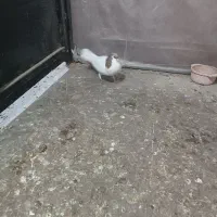 خال هفرنگ نر|حیوانات|سبزوار, شهدا|دیوار