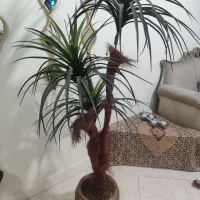 نخل سوزنی اریکا کاملا سالم و نو