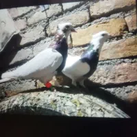 کبوتر رنگه جفتگاه پرشی|پرنده|چناران, |دیوار