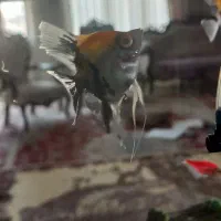 ماهی آنجل|ماهی|تهران, سردارجنگل|دیوار