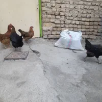 مرغ تخم گذار