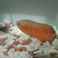 ماهی اسکار و ماهی سیچیلاید|ماهی|ساوه, |دیوار