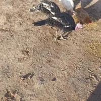 بوقلمو|حیوانات مزرعه|پلدشت, |دیوار