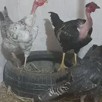 مرغ وخروس گردن لخت و بوقلمون