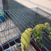 مرغ عشق جوان