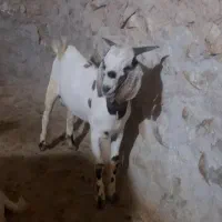کهره نر فروشی|حیوانات مزرعه|لامرد, |دیوار