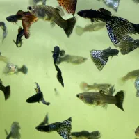 پلاتی خونی و گوپی|ماهی|یزد, |دیوار