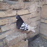 حیوان خانگی|حیوانات|مشهد, رباط طرق|دیوار