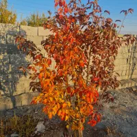 سیم کارت۱۳۱