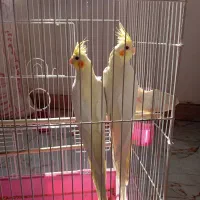 عروس هلندی