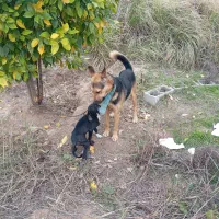 واگذاری سگ بجور