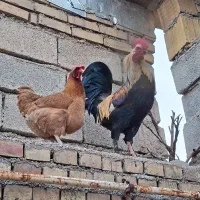 خروس|حیوانات مزرعه|دهدشت, |دیوار