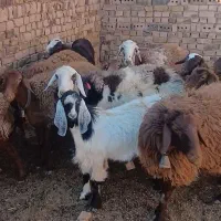 ۹ راس گوسفند
