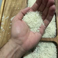 برنج طارم هاشمی ممتاز
