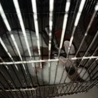 یک جفت خرگوش|موش و خرگوش|سراوان, |دیوار