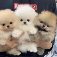 پامر جیبی وارداتی( سایز ریز)