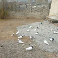 کبوتر طوقی|پرنده|بیستون, |دیوار