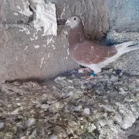 ماده المانی|پرنده|ملک‌آباد, |دیوار