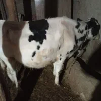 یک راس گوساله نر و گاو ابستن|حیوانات مزرعه|ماهنشان, |دیوار