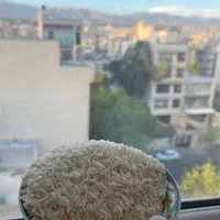 برنج طارم هاشمی ممتاز