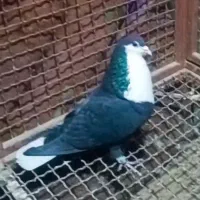 کبوترریش دم سفید