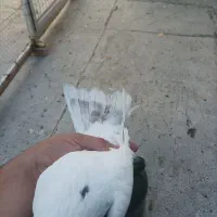 دو تا نر مست