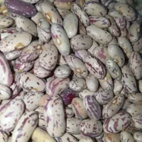 مواد غذایی و آجیل خشکبار و برنج حبوبات