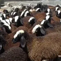 گسفندجهت نگه داشتن|حیوانات مزرعه|اردکان, |دیوار