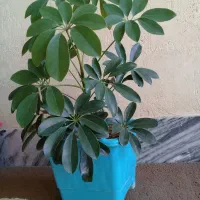 گل شفلرا زیبا وطبیعی