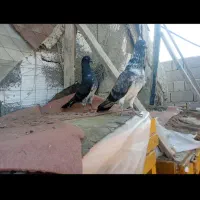 کبوتر چپرا مادر پدر جفت ۲ میلیون جوجه ۱۲۰۰|پرنده|چابهار, |دیوار